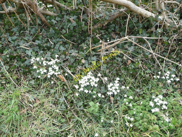 Photo 6"x4" An ordinary patch of snowdrops? Kingstone\/SO6324 c2009