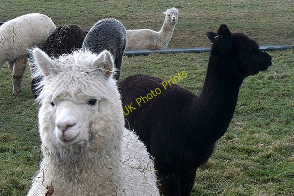 Photo 6"x4" Alpacas at Goring Heath Goring Heath c2009