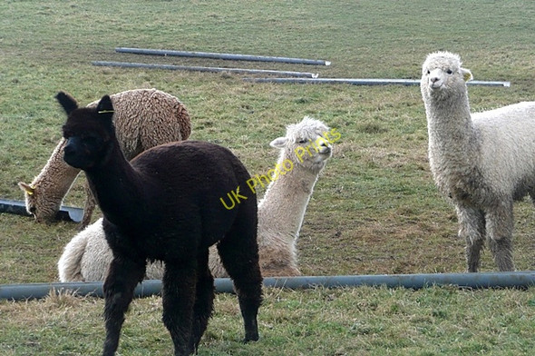 Photo 6"x4" Alpacas at Goring Heath Goring Heath c2009 P1