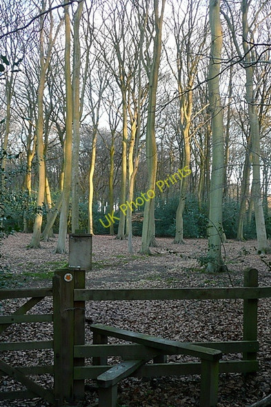 Photo 6"x4" Junction at Little College Wood Cane End c2009