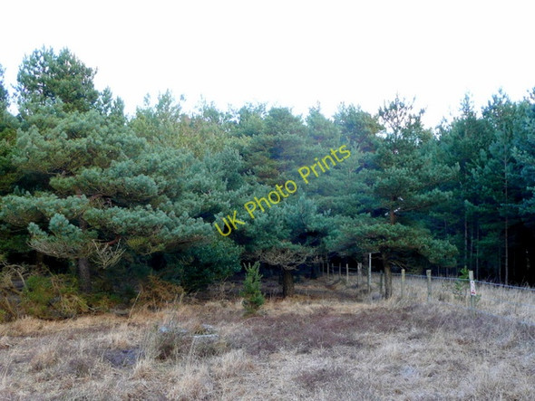 Photo 6"x4" Edge of Holme Heath Creech c2009