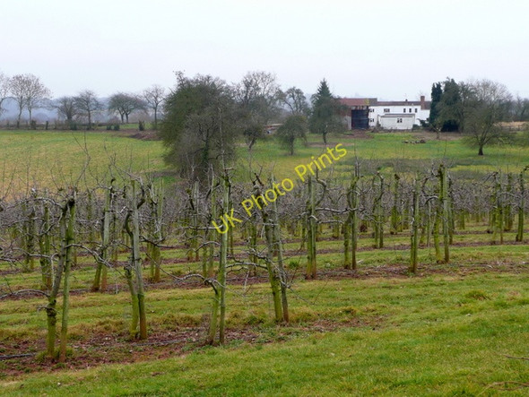 Photo 6"x4" Orchards at Beavan's Hill 1 Beavan's Hill c2009