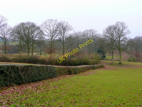 Photo 6"x4" Edge of Withymoor Wood Beavan's Hill c2009