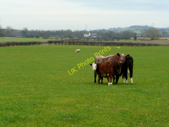 Photo 6"x4" Park End inhabitants Park End\/SJ7851 c2009
