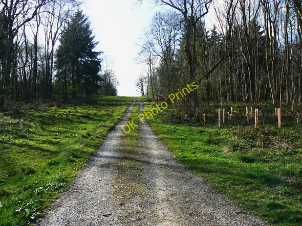 Photo 6"x4" Footpath through Wilton Brail Crofton\/SU2662 c2009