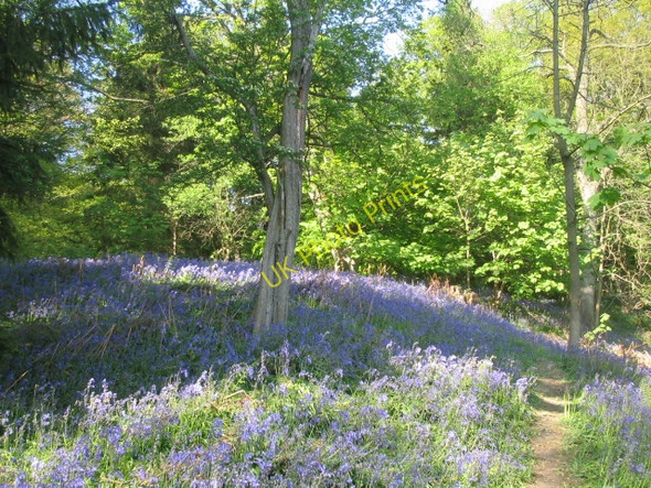 Photo 6"x4" Bluebells in Middleton Woods Ilkley c2007