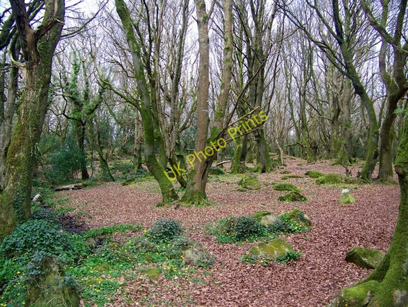 Photo 6"x4" Barna Woods Barna c2009