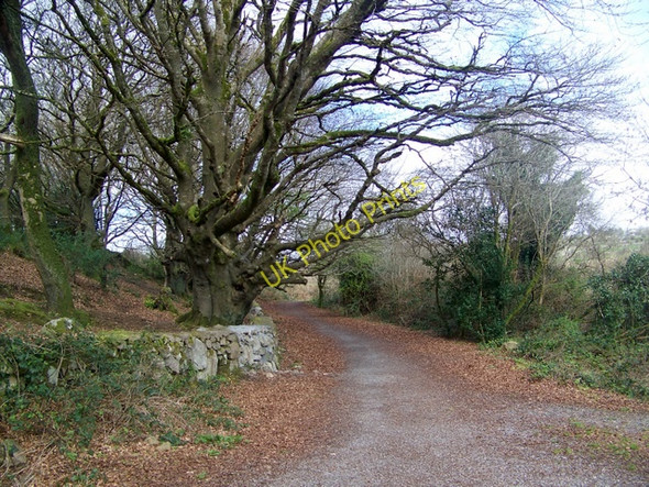 Photo 6"x4" Barna Woods Barna c2009