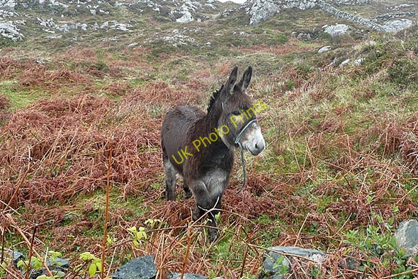 Photo 6"x4" Donkey on Garmna (Gorumna) island Gorumna c2009