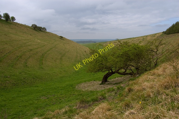 Photo 6"x4" Hawthorn in Cleaving Coombe, E Yorks Londesborough c2009