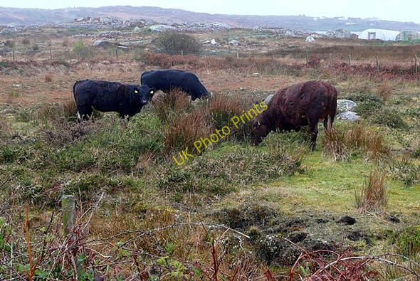 Photo 6"x4" Rough grazing on Garmna (Gorumna) island Lettermore\/L8928 c2009