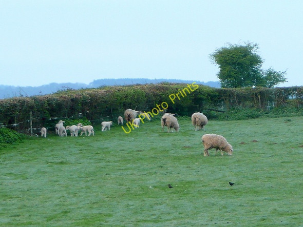 Photo 6"x4" Ewes and lambs on Easter Sunday morning Bromsash c2009