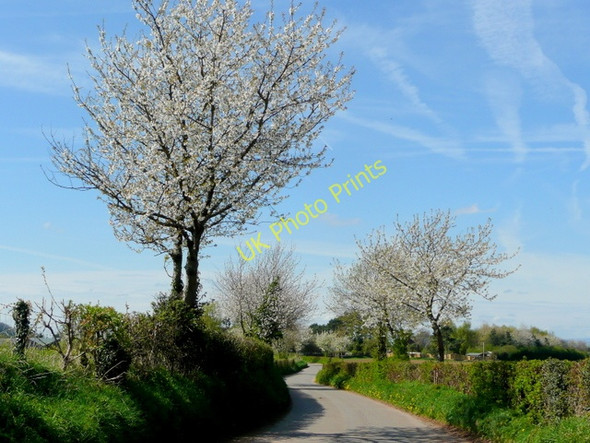 Photo 6"x4" Cherry blossom 2 Bromsash c2009