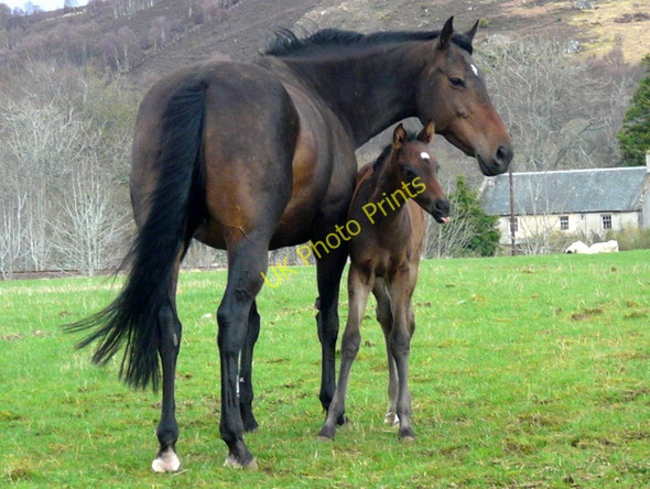 Photo 6"x4" A new arrival near Rovie Farm Pittentrail c2009