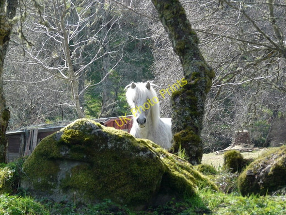 Photo 6"x4" Shy pony near Craggie House. Daviot\/NH7239 c2009