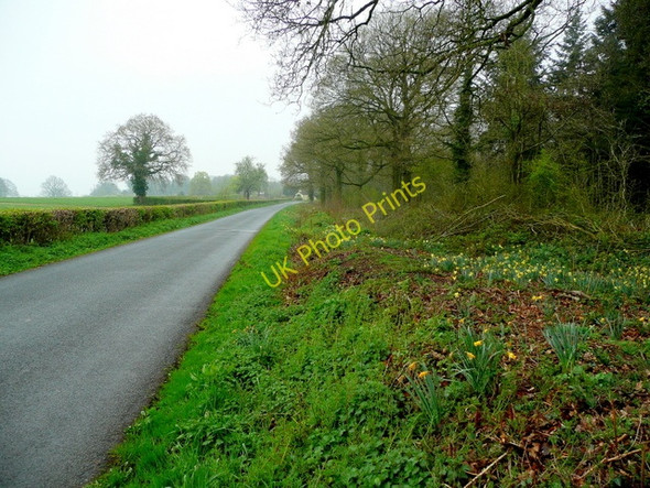 Photo 6"x4" Lane to Gorsley Four Oaks\/SO6928 c2009
