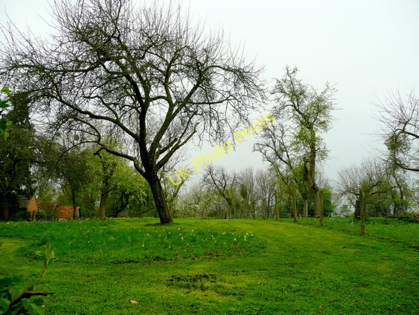 Photo 6"x4" Old orchard at Normans Land Dymock c2009