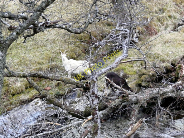 Photo 6"x4" Wild goats by the Dundonnell River. C\u00e0rn a' Bhreabadair c2009