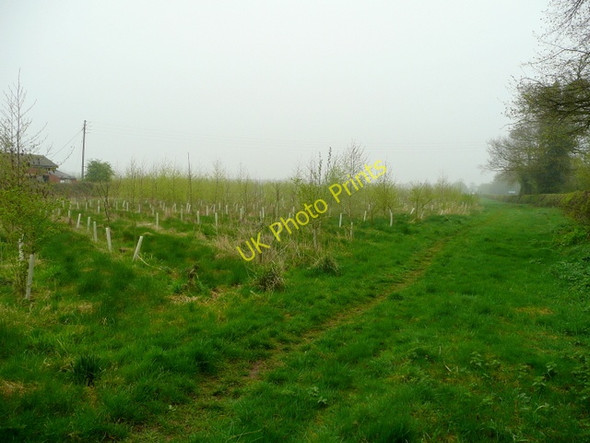 Photo 6"x4" Ludlam Wood, west of Heather Heather c2009