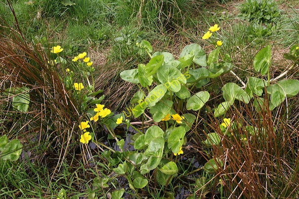 Photo 6"x4" Marsh Marigold Barnet c2009