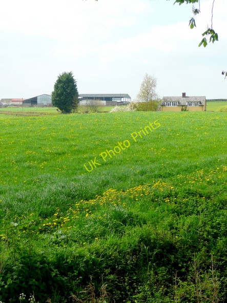 Photo 6"x4" Dandelion-rich pasture Ross-on-Wye c2009