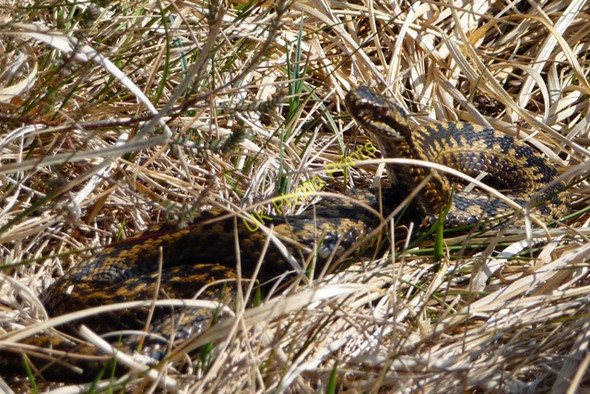Photo 6"x4" Sunbathing adder Tormore\/NG6101 c2009