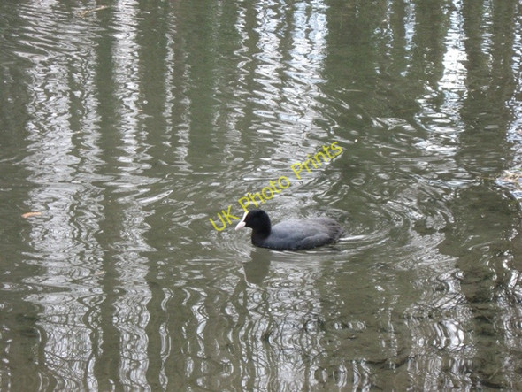 Photo 6"x4" A Coot ripples the Water of The Wendover Arm Wendover c2009