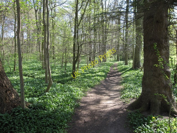 Photo 6"x4" Footpath through Cascade Wood Tafarn-y-Gelyn c2009