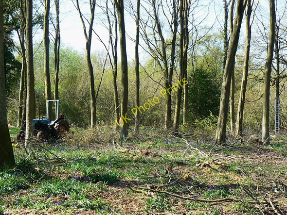 Photo 6"x4" Beech trees, Cobham Frith Chisbury\/SU2766 c2009