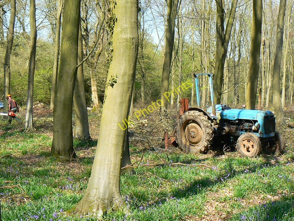 Photo 6"x4" Tree felling, Cobham Frith (2) Chisbury\/SU2766 c2009