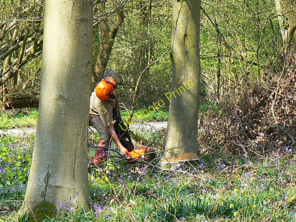 Photo 6"x4" Tree felling, Cobham Frith (3) Chisbury\/SU2766 c2009
