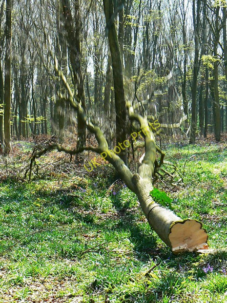 Photo 6"x4" Tree felling, Cobham Frith (7) Chisbury\/SU2766 c2009