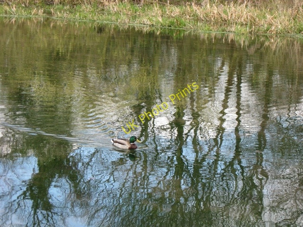 Photo 6"x4" Reflections and a Mallard Duck in the Wendover Arm Wendover c2009