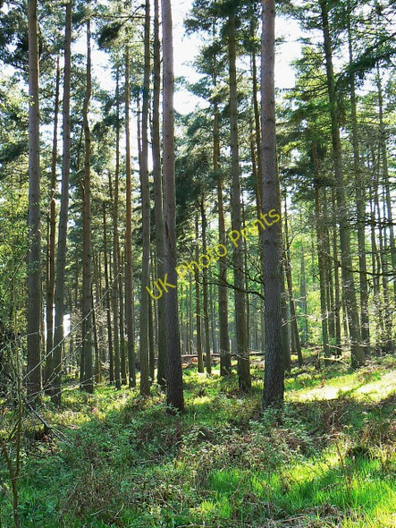 Photo 6"x4" Conifers in Cobham Frith Chisbury\/SU2766 c2009