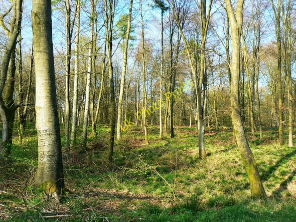 Photo 6"x4" Woodland by the road to Stitchcombe Stitchcombe c2009