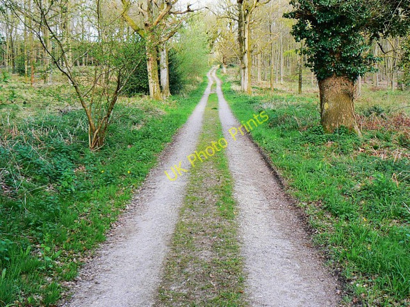 Photo 6"x4" Track through East Croft Coppice, south of Stitchcombe Stitchcombe c2009