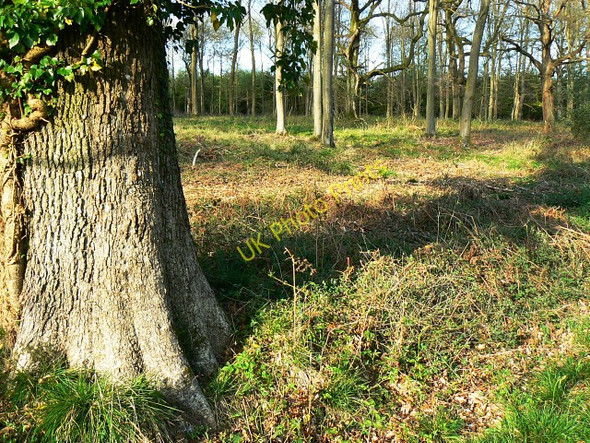 Photo 6"x4" East Croft Coppice Axford\/SU2369 c2009