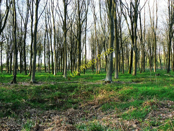 Photo 6"x4" The western end of Hens Wood Axford\/SU2369 c2009