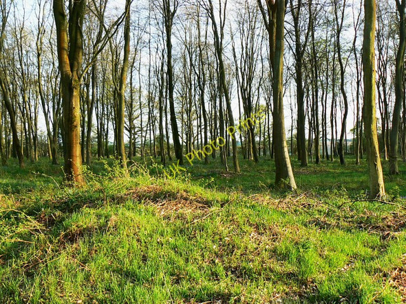 Photo 6"x4" The southern edge of Hens Wood Axford\/SU2369 c2009