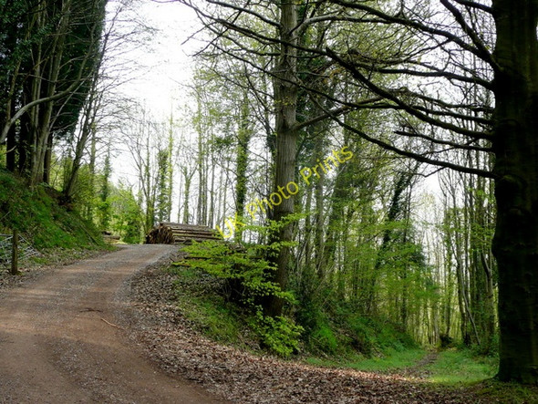 Photo 6"x4" Penyard Park Woods 1 Ross-on-Wye c2009