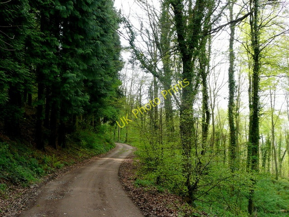 Photo 6"x4" Penyard Park Woods 2 Ross-on-Wye c2009