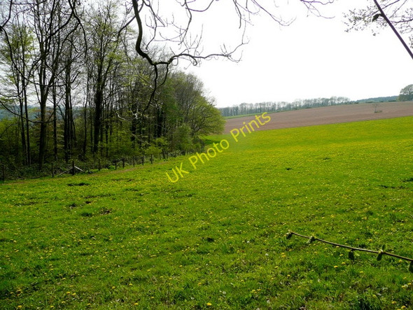 Photo 6"x4" Penyard Park Woods 3 Ross-on-Wye c2009