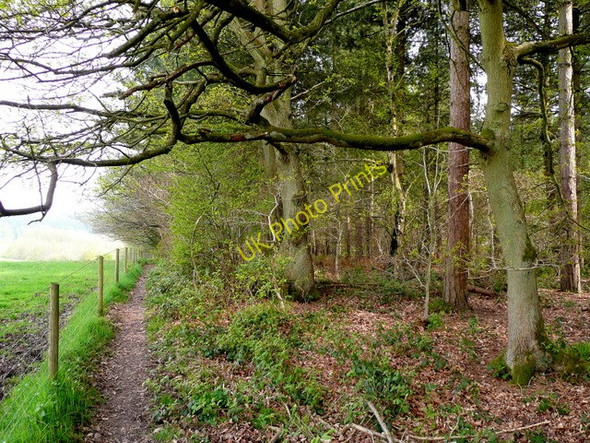 Photo 6"x4" Footpath on the woodland edge Ross-on-Wye c2009