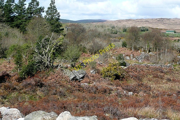 Photo 6"x4" Eochaire (Oghery) Moycullen c2009