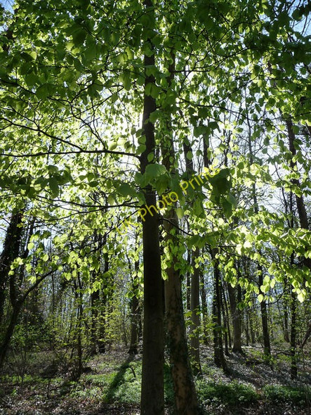 Photo 6"x4" From the Wayfarer's Walk near Hambledon Hambledon\/SU6414 c2009 P1