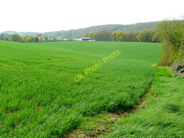 Photo 6"x4" View to Laine's Farm Boxbush\/SO6720 c2009