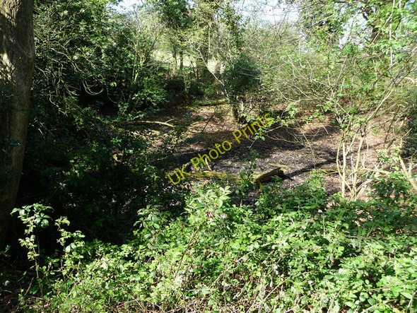 Photo 6"x4" Pond next to Wayfarers walk Hambledon\/SU6414 c2009