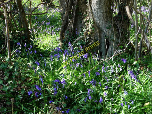 Photo 6"x4" Bluebells in Shere Copse Soberton c2009