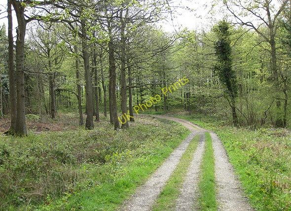 Photo 6"x4" Green trail through Haugh Wood Broadmoor Common c2009