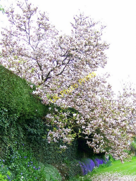 Photo 6"x4" Spring comes to Stedham Midhurst c2009
